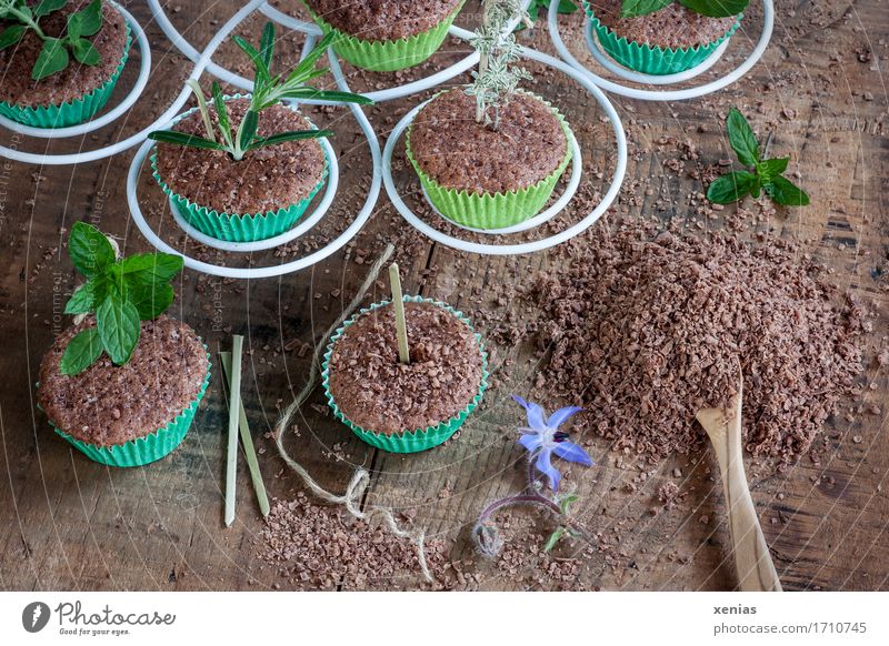 Chocolate muffins with herbs on wooden base Chocolate cake Muffin Cake Candy Herbs and spices Sugar Spoon Etagere Feasts & Celebrations Thyme Mint Rosemary