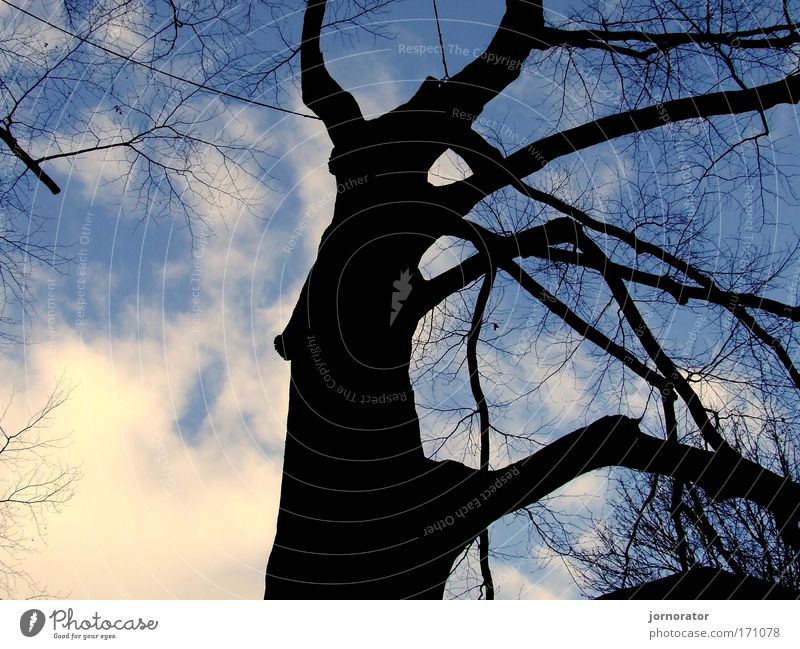 Shadow tree outlines Day Nature Winter Tree Unwavering Dark side Hope