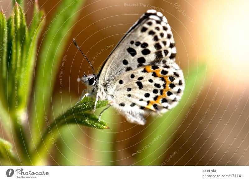 butterfly effect - third round Colour photo Exterior shot Macro (Extreme close-up) Day Sunlight Shallow depth of field Environment Nature Summer Plant Grass