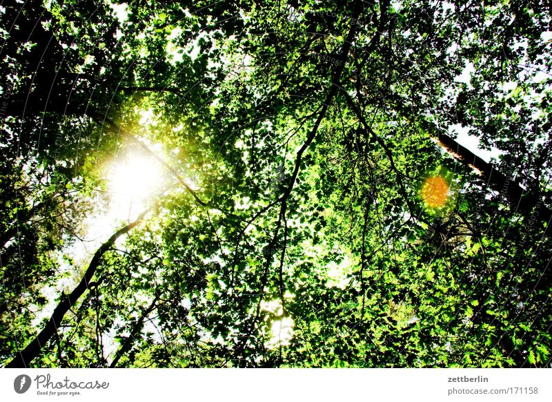 summer Nature Trip Tree Leaf Brandenburg Briesetal Relaxation Green To go for a walk Plant Forest Worm's-eye view Sun Roof Deciduous forest Mixed forest Oxygen
