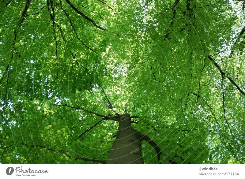 leaf canopy Colour photo Exterior shot Deserted Day Worm's-eye view Upward Environment Nature Air Spring Beautiful weather Tree Leaf Foliage plant Forest