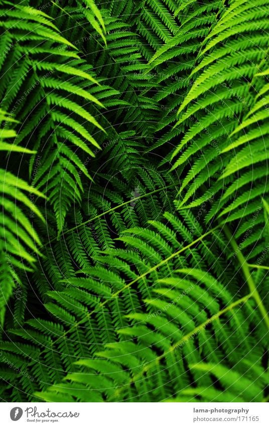 tropical curtain (jungle) Fern Feng Shui Virgin forest jungles Palm tree green Colour photo Exterior shot Close-up Detail Macro (Extreme close-up)
