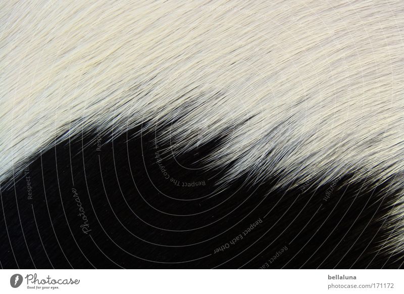 Or not a cow??? Animal Pet Farm animal Wild animal Pelt 1 Bright Natural Black White Black & white photo Exterior shot Close-up Macro (Extreme close-up)