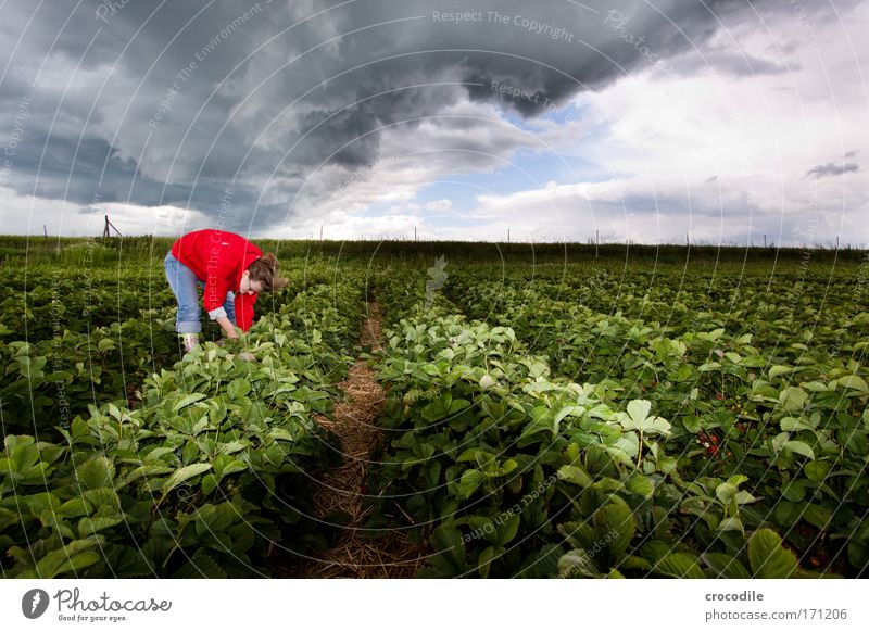 Strawberry field II Colour photo Exterior shot Copy Space top Day Flash photo Contrast Deep depth of field Wide angle Full-length Downward Looking away