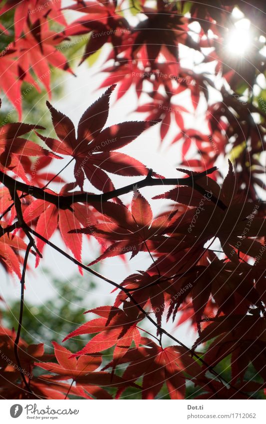 Ohayô Nihon! Nature Plant Sun Sunlight Tree Leaf Garden Park Japan Asia Red Calm Idyll Japan maple tree Colour photo Exterior shot Detail Deserted Day