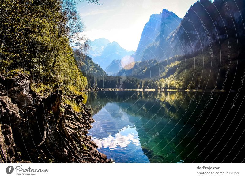 Golden autumn in the Salzkammergut region Vacation & Travel Tourism Trip Adventure Far-off places Freedom Mountain Hiking Environment Nature Landscape Plant