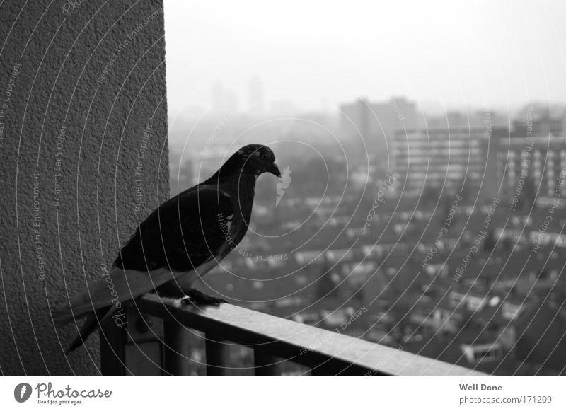 rats of the air Far-off places Town Outskirts Deserted High-rise Pigeon Calm Bird Black & white photo outlook Exterior shot Morning Blur Shallow depth of field
