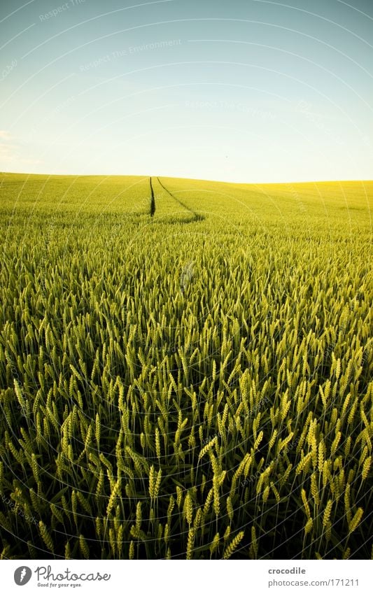 wheat field Colour photo Exterior shot Experimental Abstract Deserted Copy Space left Copy Space right Copy Space top Copy Space bottom Copy Space middle Day