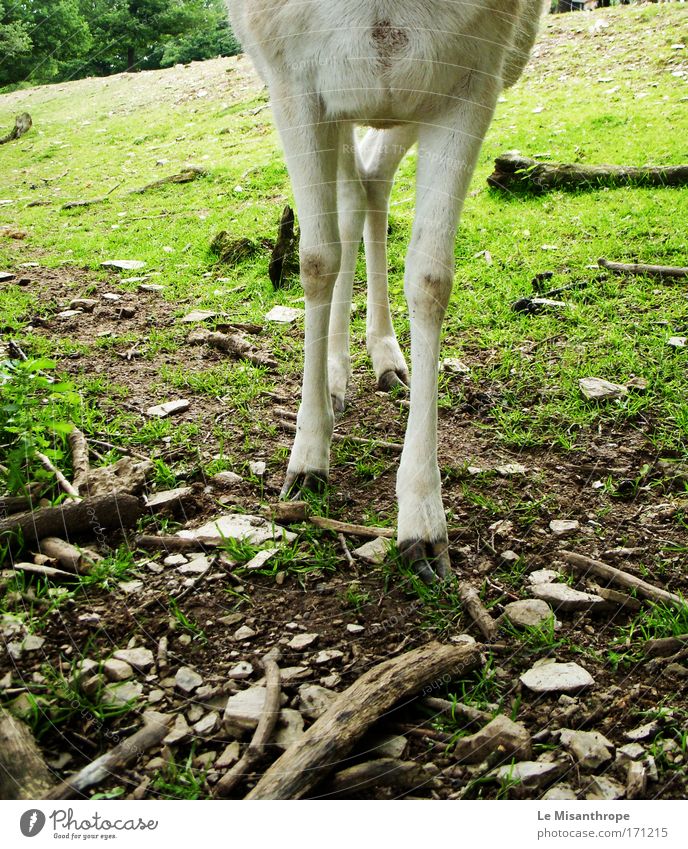 Disney's Bambi IV Colour photo Exterior shot Day Animal portrait Trip clobber Amusement Park Environment Nature Earth Tree Grass Meadow Eifel Germany