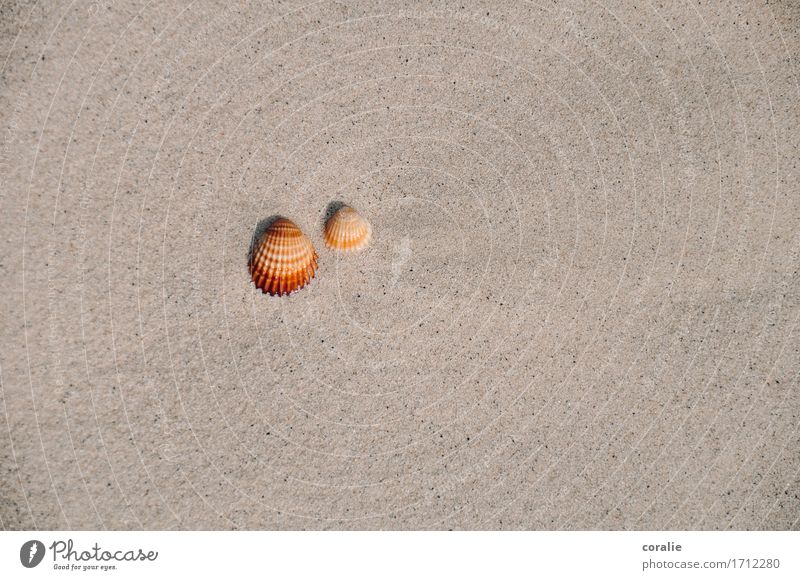 togetherness Summer Maritime Mussel 2 Together Couple Beach Walk on the beach Flotsam and jetsam Mediterranean sea Vacation & Travel Souvenir Seafood