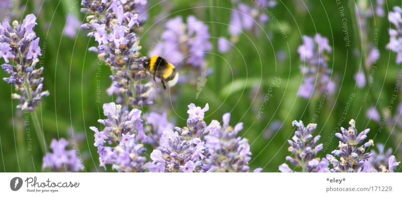 bumblebee. Colour photo Exterior shot Day Animal portrait Summer Work and employment Nature Landscape Plant Spring Flower Grass Blossom Meadow Wild animal Wing