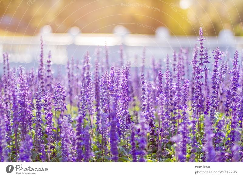 Soft Focus of Blue Salvia Flower Field and Blurred by the Wind Herbs and spices Beautiful Relaxation Spa Summer Garden Wallpaper Environment Nature Plant Leaf