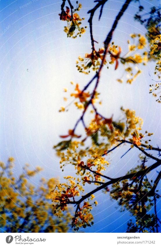 golden summer. Colour photo Multicoloured Exterior shot Close-up Detail Lomography Holga Deserted Morning Dawn Day Sunlight Sunbeam Sunrise Sunset