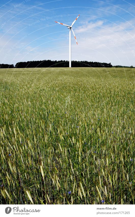 wind turbine with biomass Pinwheel Wheat Rye Grain Field Renewable energy organic Energy Wind Electricity Green Landscape Destruction Brandenburg