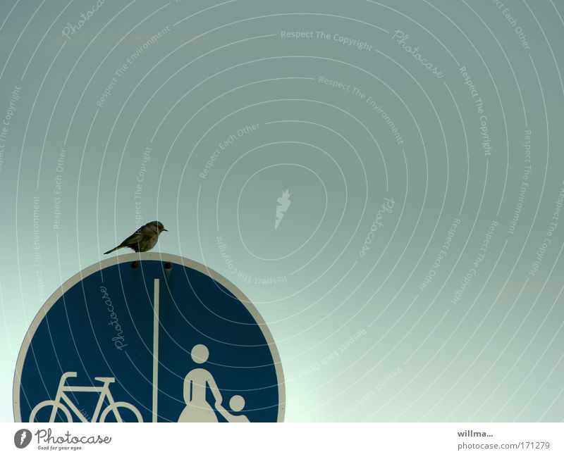 Decision dilemma sparrow Sparrow Road sign Cycle path Footpath Bicycle Pedestrian Transport Traffic infrastructure Sign Signs and labeling Mobility Decide Break