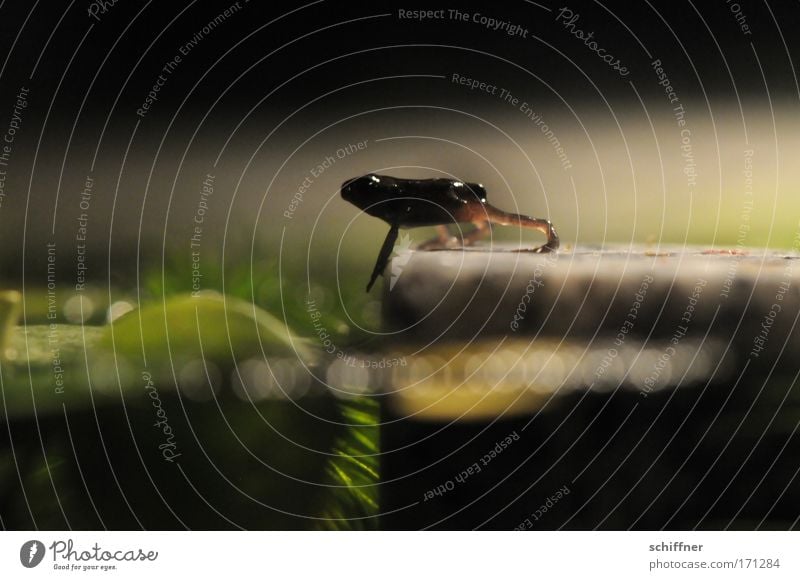 A big step for the frog I Macro (Extreme close-up) Worm's-eye view Environment Nature Water Pond Lake Frog Going Crawl Horse's gait Brave Waddle Painted frog