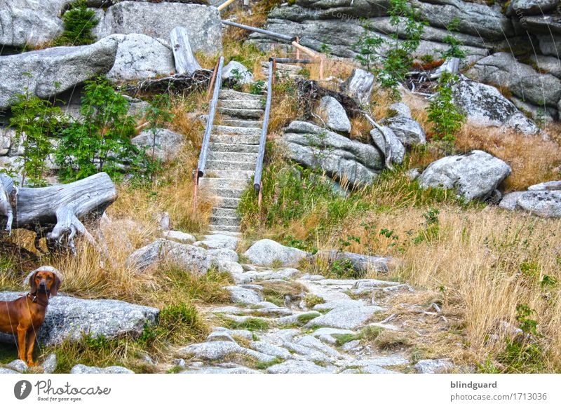 Who Let The Dogs Out | Running Up That Hill Vacation & Travel Tourism Trip Adventure Summer Summer vacation Mountain Hiking Environment Nature Landscape Earth