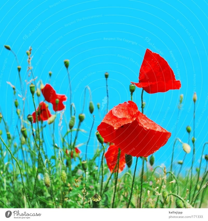 poppy Colour photo Multicoloured Detail Day Environment Nature Landscape Plant Air Drops of water Sky Climate Climate change Weather Beautiful weather Flower