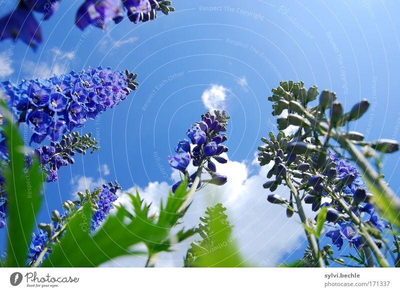 high up Environment Nature Plant Sky Clouds Summer Beautiful weather Flower Blossom Growth Fragrance Blue Green Violet White Towering Height Blossoming Tall