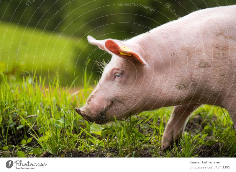 a happy pig in a meadow Environment Nature Spring Summer Meadow Animal Pet Farm animal "Pig Domestic pig" 1 To feed Lie To enjoy Healthy "Food Eating Meat Pork