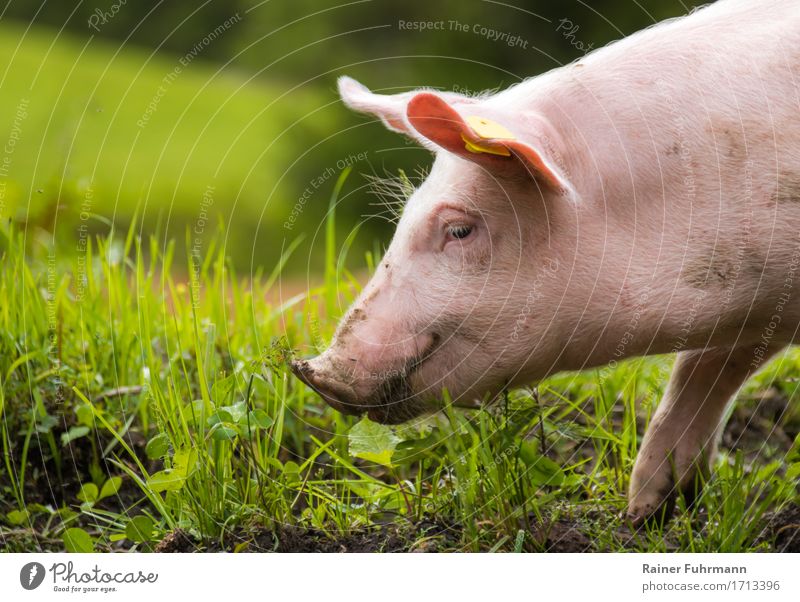 a happy domestic pig Animal Pet Farm animal "Pig Domestic pig" 1 Nature "Meadow Willow tree Ecological Sustainability Colour photo Exterior shot Animal portrait