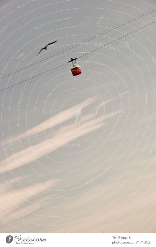 high up Exterior shot Aviation Cable car Bird Seagull Black-headed gull  Free In the plane Altitude flight Level Heaven Far-off places Clouds Flying Wire cable