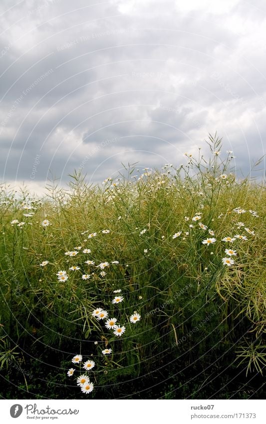 G-floret Colour photo Exterior shot Deserted Day Plant Sky Clouds Flower Grass Wild plant Field Yellow Gray Green White Growth