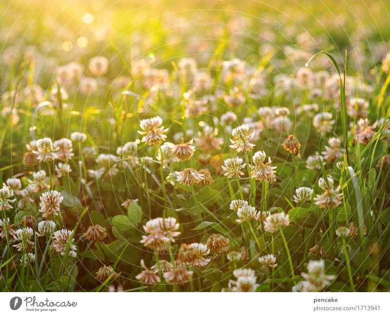 fluorescent material Nature Landscape Elements Sun Sunlight Summer Beautiful weather Grass Leaf Blossom Agricultural crop Meadow Field Fragrance Bright Warmth
