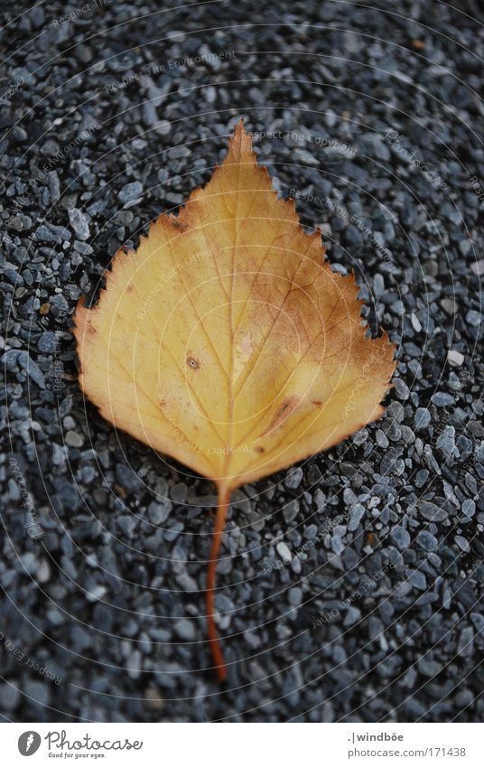 dropped Colour photo Exterior shot Close-up Detail Deserted Day Blur Central perspective Long shot Plant Leaf Old Lie Yellow Gold Gray Decompose Birch leaves