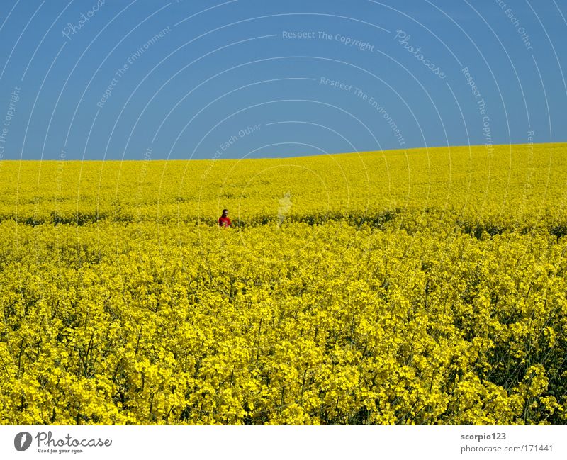 Colours in spring Colour photo Exterior shot Day Sunlight Girl 1 Human being 8 - 13 years Child Infancy Nature Sky Spring Beautiful weather Field Relaxation