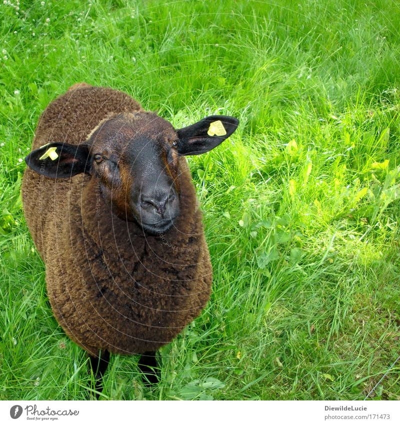 I'm the black sheep of the family. Animal portrait Looking into the camera Harmonious Well-being Contentment Meadow Farm animal Pelt Observe Friendliness Happy