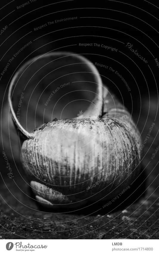Snail shell - dark Animal Dead animal 1 Old Dirty Gloomy Black White Compassion Peaceful To console Caution Patient Calm Humble Sadness Concern Grief Death