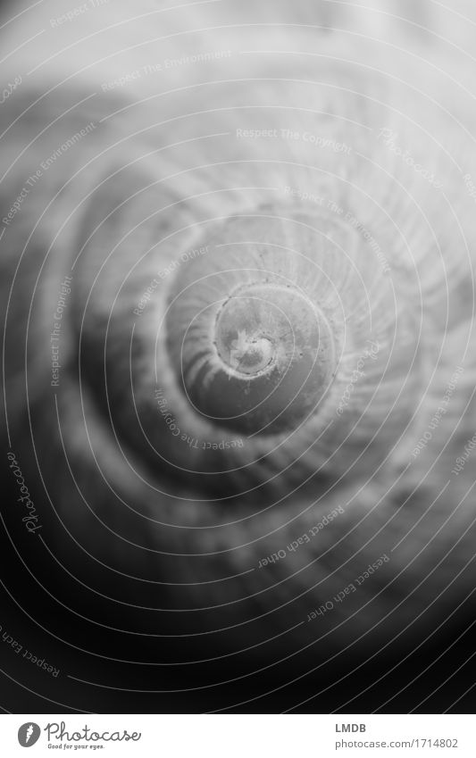 Spiral from black to white Animal Round Black White To console Caution Patient Calm Self Control Belief Humble Sadness Concern Grief Death Snail shell Crumpet