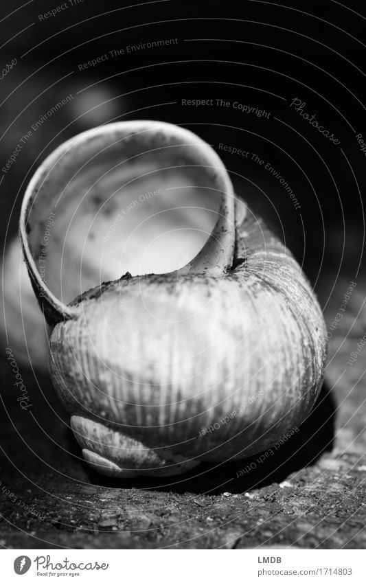 Snail shell - dark Animal Dead animal 1 Old Dirty Gloomy Black White Compassion Peaceful To console Caution Patient Calm Humble Sadness Grief Death Sheath