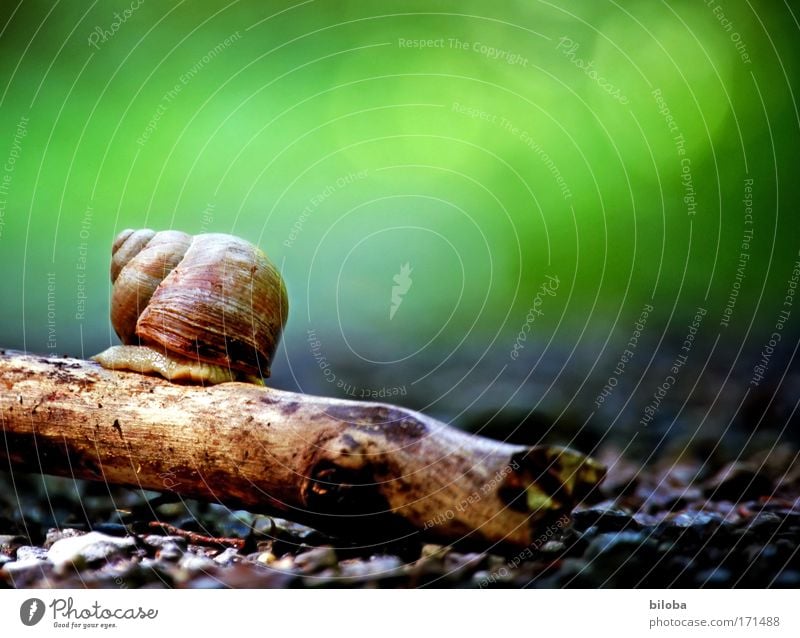 Snail, lonely, shy, searching: Colour photo Multicoloured Exterior shot Detail Deserted Copy Space right Copy Space top Day Contrast Blur Worm's-eye view