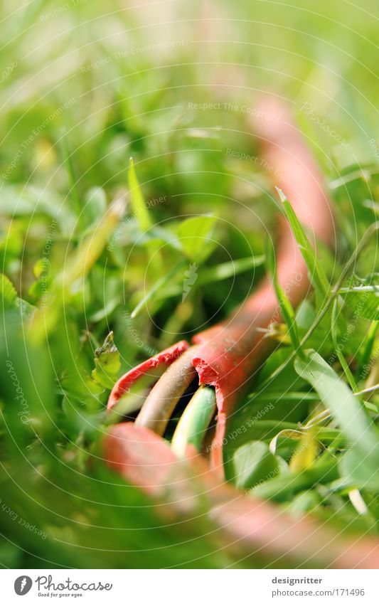 Dangerous Reptile Colour photo Exterior shot Close-up Detail Copy Space top Day Sunlight Blur Shallow depth of field Garden Gardening Energy industry Summer