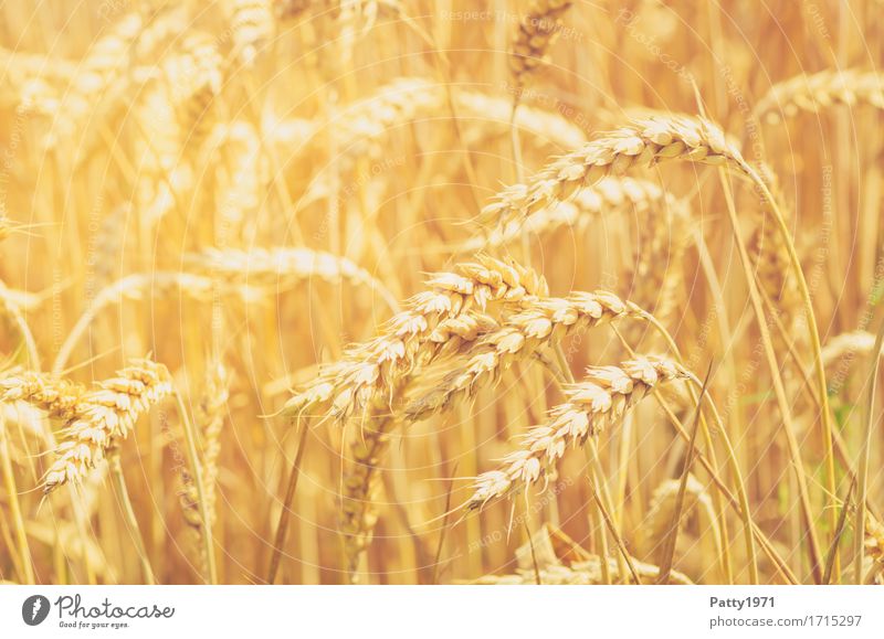 cereals Grain Agriculture Forestry Summer Plant Agricultural crop Wheat Wheatfield Ear of corn Field Sustainability Natural Yellow Gold Growth Colour photo