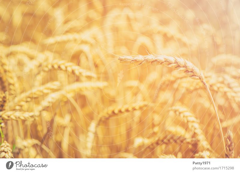 cereals Grain Agriculture Forestry Summer Plant Agricultural crop Wheat Wheatfield Ear of corn Field Sustainability Natural Yellow Gold Growth Colour photo