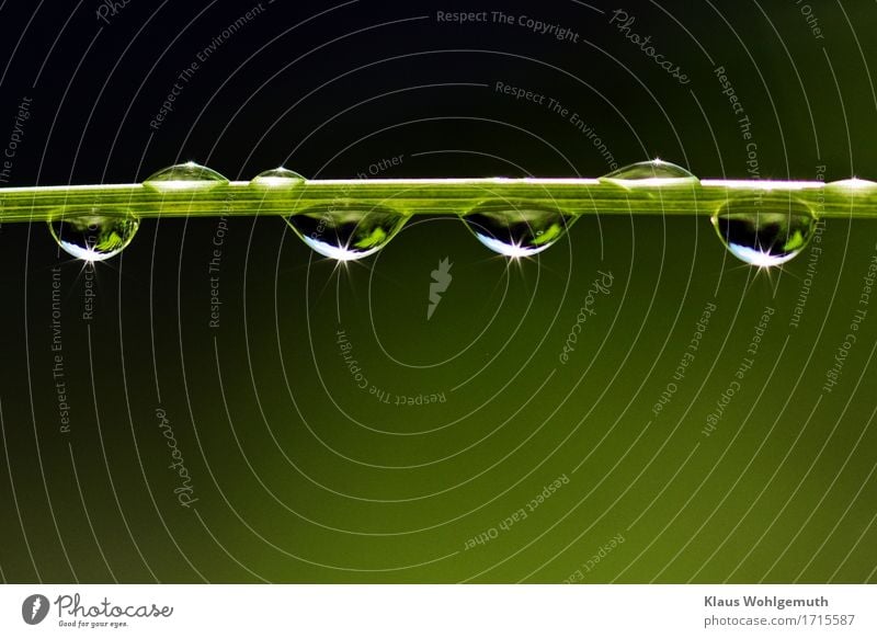 After the rain Environment Nature Plant Sun Climate Weather Beautiful weather Rain Grass Foliage plant Garden Park Meadow Forest Virgin forest Water Glittering