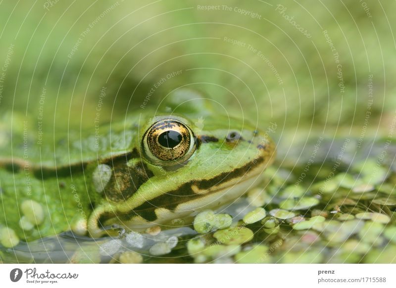 in the pond Environment Nature Animal Summer Beautiful weather Pond Wild animal Frog 1 Green Swimming & Bathing Beetle Leaf Looking Head Eyes Colour photo