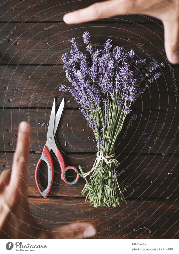 lavender harvest Lavender Violet Bouquet Ground Bundle Flower Plant Cooking oil Odor Fresh Healthy Health care Cut Decoration Hand To hold on Wood Wooden table