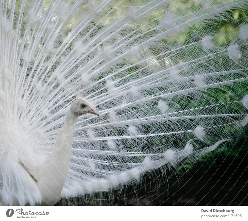 Proud and beautiful Colour photo Exterior shot Detail Structures and shapes Day Contrast Animal portrait Profile Nature Wild animal Bird Animal face Zoo 1 White