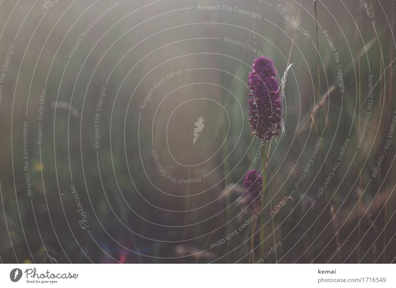 Golden light of home II Environment Nature Plant Summer Beautiful weather Warmth Flower Grass Wild plant Meadow Field Swabian Jura Blossoming Growth Glittering