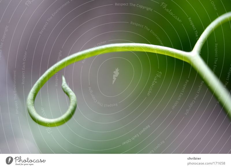 Delicate shoots Colour photo Close-up Detail Macro (Extreme close-up) Copy Space bottom Nature Plant Agricultural crop Tendril Touch Movement Growth Gray Green