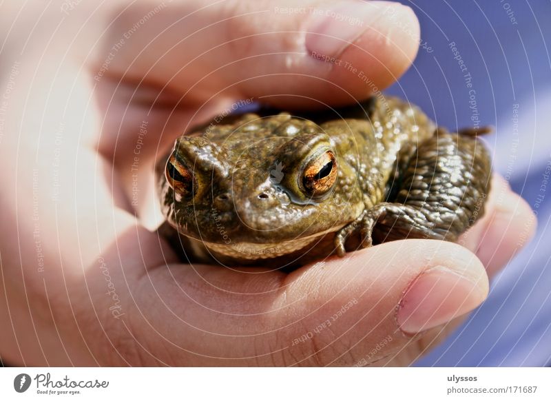 Frog King Colour photo Exterior shot Detail Day Shadow Deep depth of field Long shot Animal portrait Looking into the camera Hand Fingers 1 Human being