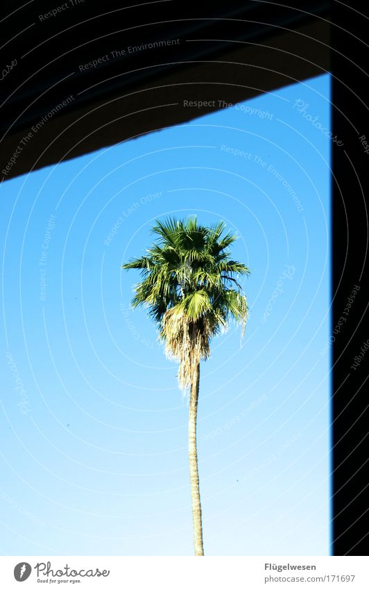 There's a palm tree outside my window! Colour photo Exterior shot Plant Tree Exotic House (Residential Structure) Balcony Window To enjoy To dry up