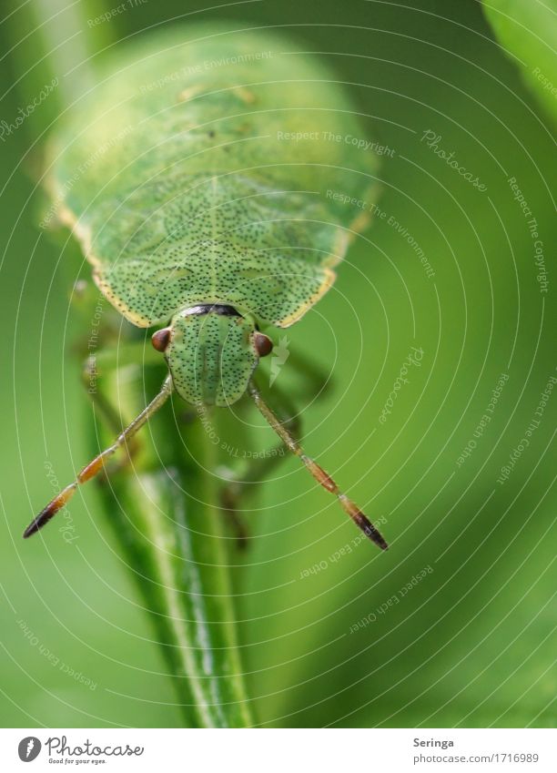 eye contact Plant Animal Spring Summer Grass Leaf Garden Park Meadow Forest Wild animal Beetle Animal face Wing 1 Crawl Nymph Bug Insect Colour photo