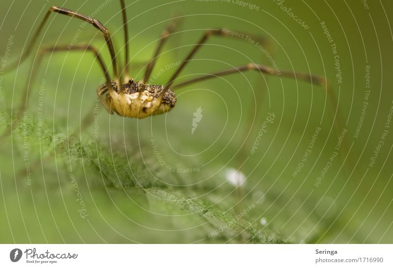 Like on stilts Plant Animal Spring Summer Flower Grass Leaf Wild plant Garden Park Meadow Forest Wild animal Spider Animal face 1 Hang Crawl daddy-long-legs