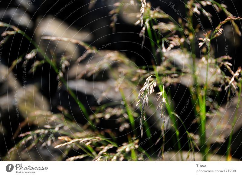 Grasses and stones Colour photo Subdued colour Exterior shot Close-up Deserted Day Shadow Shallow depth of field Nature Plant Summer Beautiful weather Rock