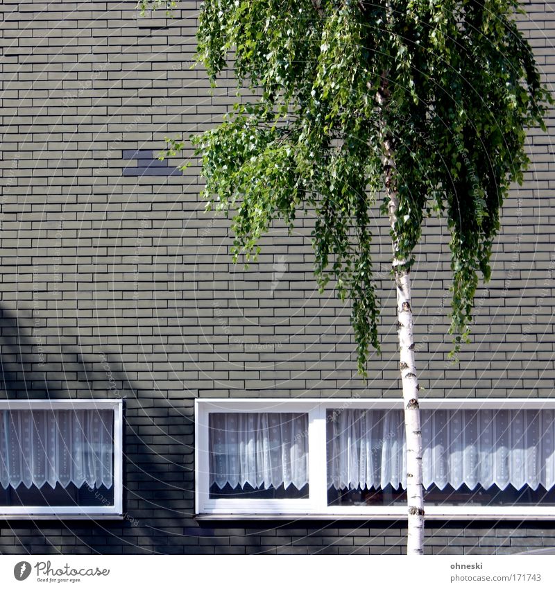 Palm Beach Bochum Subdued colour Exterior shot Copy Space left Shadow Contrast Sunlight Sunbeam Tree Leaf Birch tree Town House (Residential Structure)